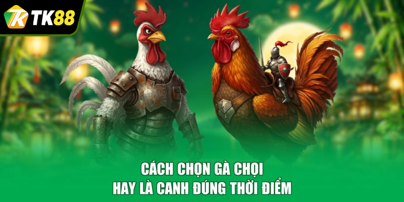 Cách chọn gà chọi hay là canh đúng thời điểm