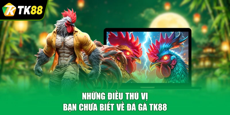Những điều thú vị bạn chưa biết về đá gà TK88